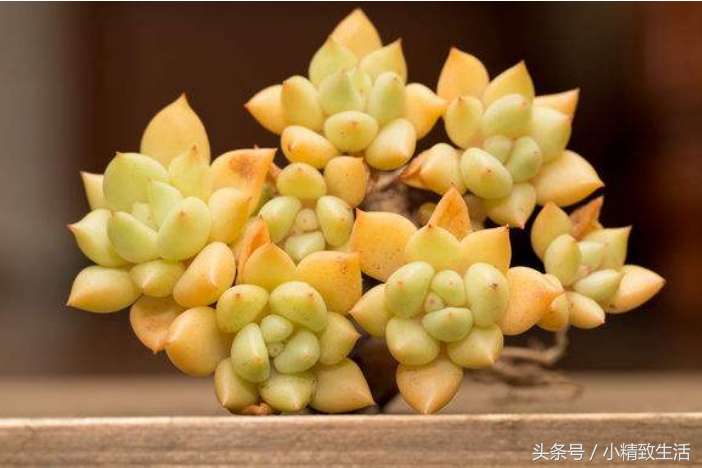 蓮花狀植物多肉有哪些品種_蓮花狀多肉植物有哪些_蓮花狀植物多肉有哪些