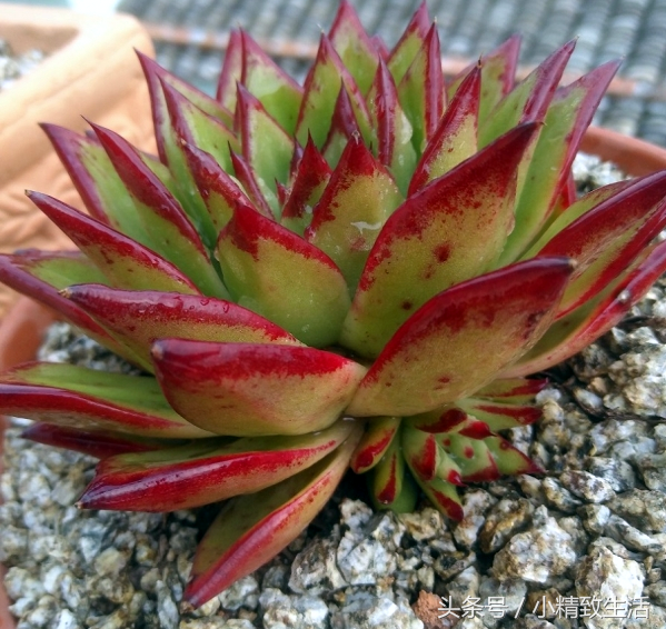 蓮花狀多肉植物有哪些_蓮花狀植物多肉有哪些_蓮花狀植物多肉有哪些品種