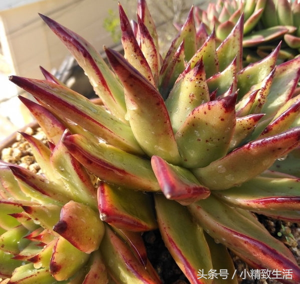 蓮花狀植物多肉有哪些品種_蓮花狀多肉植物有哪些_蓮花狀植物多肉有哪些