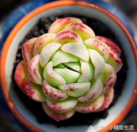 蓮花狀植物多肉有哪些_蓮花狀植物多肉有哪些品種_蓮花狀多肉植物有哪些