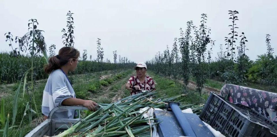 春季種蔬菜_春節(jié)種的蔬菜_春節(jié)后種植什么蔬菜