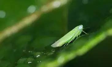 如何檢測茶葉農藥殘留_茶葉農藥殘留檢測方法_茶葉的農藥殘留多嗎