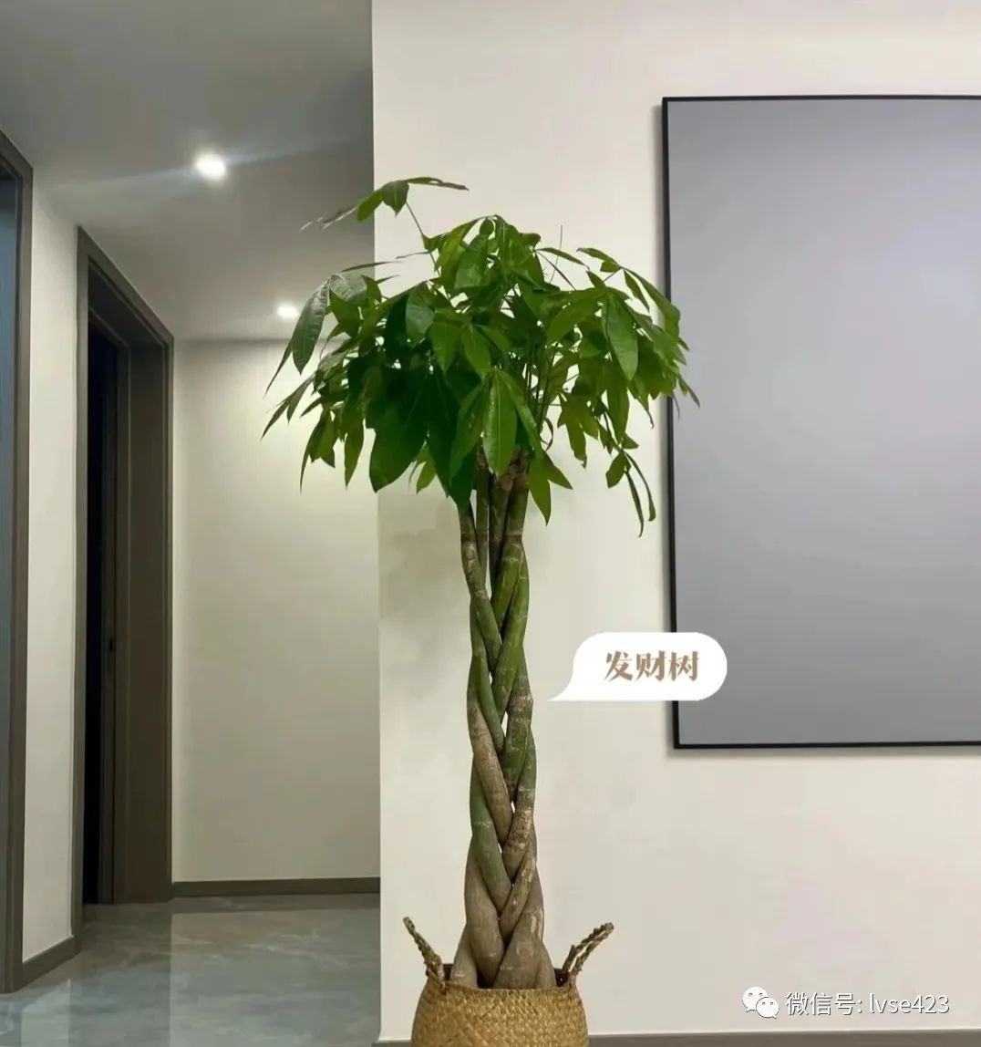 什么綠植不喜歡陽光_喜歡陽光的綠葉植物_陽光綠植喜歡什么肥料