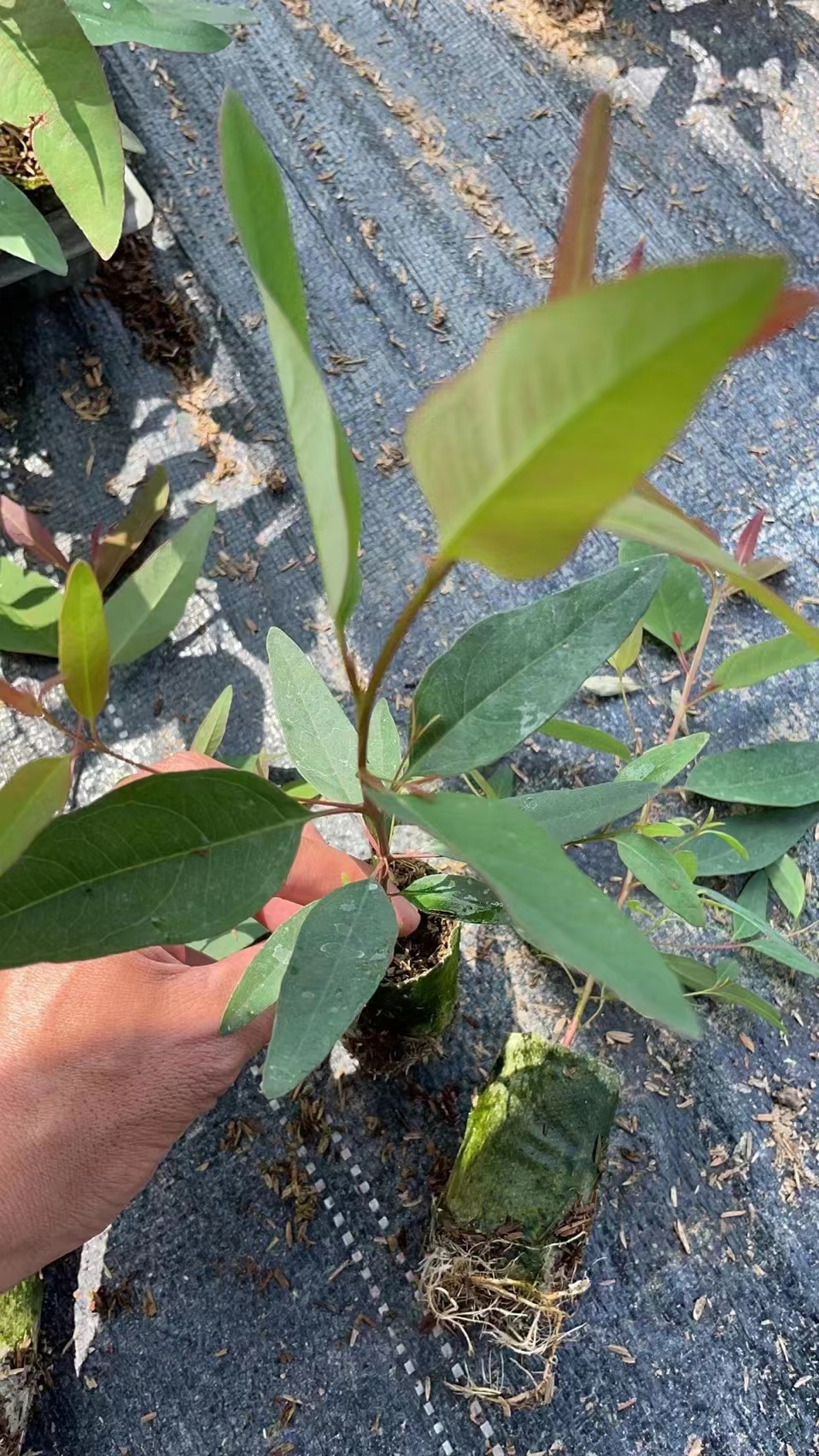 種植桉樹技術視頻_種植桉樹技術和管理_桉樹種植技術