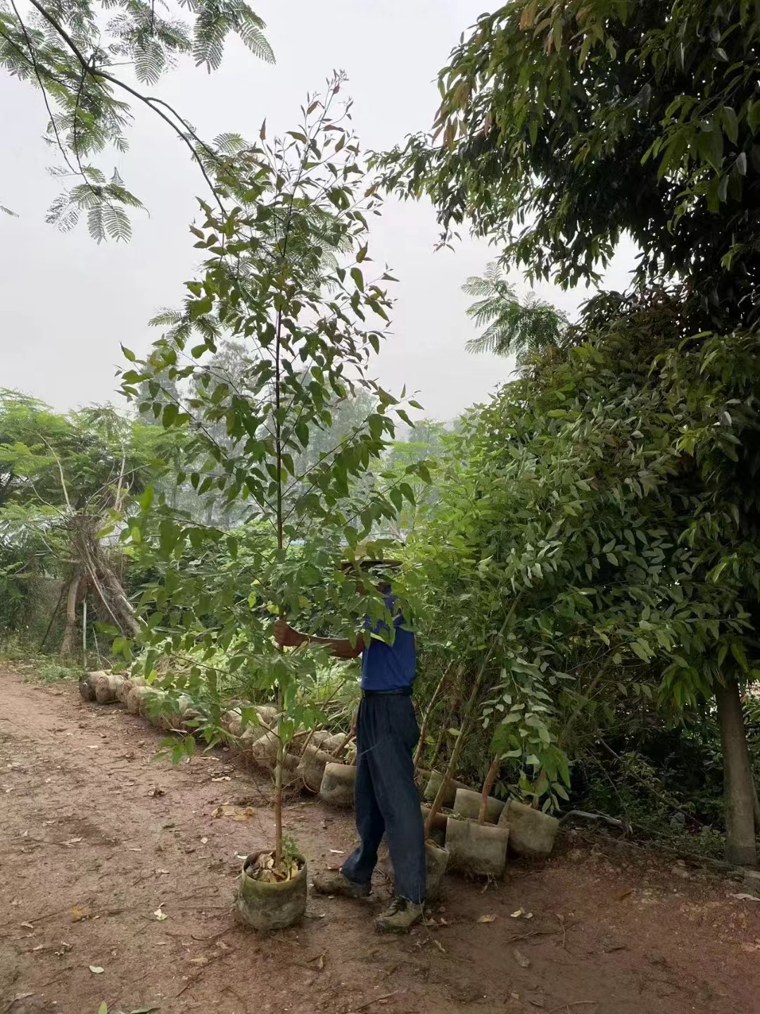 桉樹種植技術_種植桉樹技術視頻_種植桉樹技術和管理