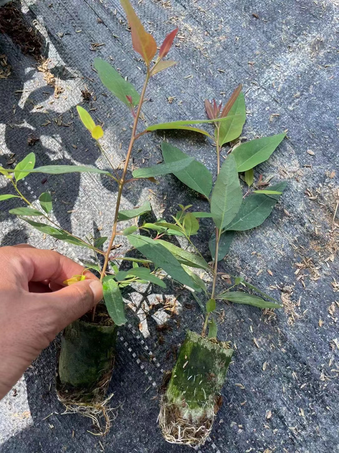 種植桉樹技術和管理_種植桉樹技術視頻_桉樹種植技術