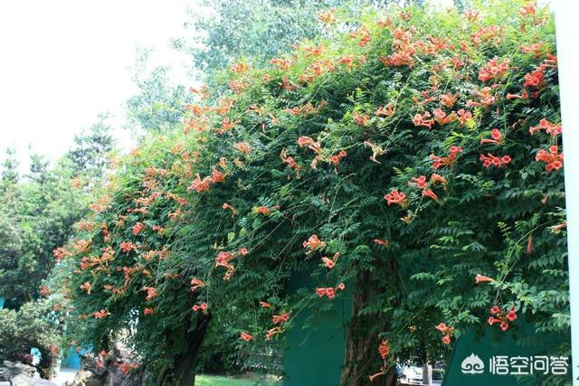 北方庭院適合種植什么花和樹_北方庭院栽什么花樹好_庭院北方種植樹適合花壇嗎