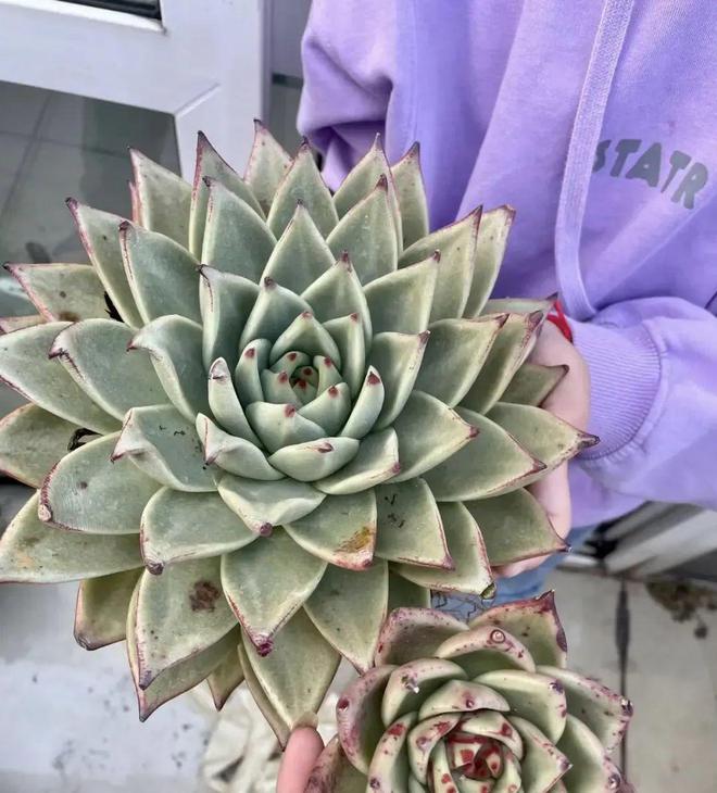 超大巨型多肉_巨型多肉怎么養_巨型多肉植物