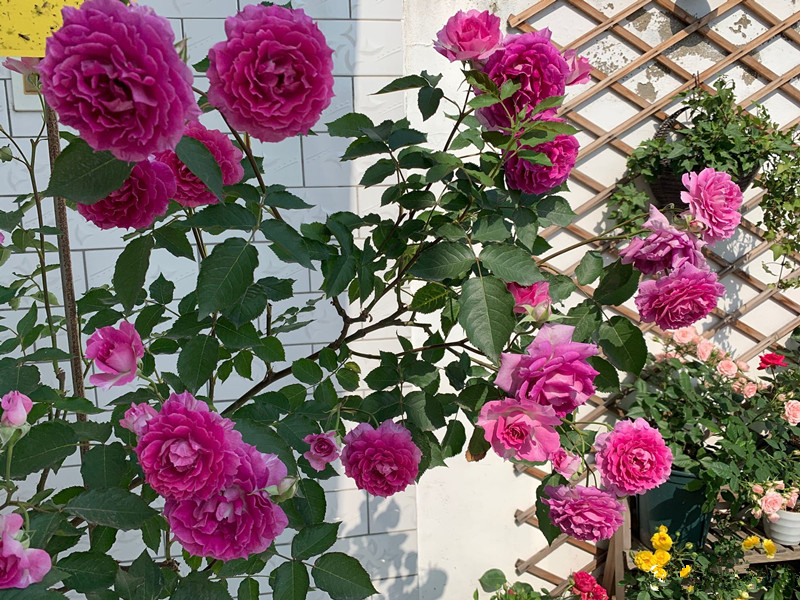 養綠植給身心帶來的好處_綠植養家里有什么作用_家里養什么綠植對身體好