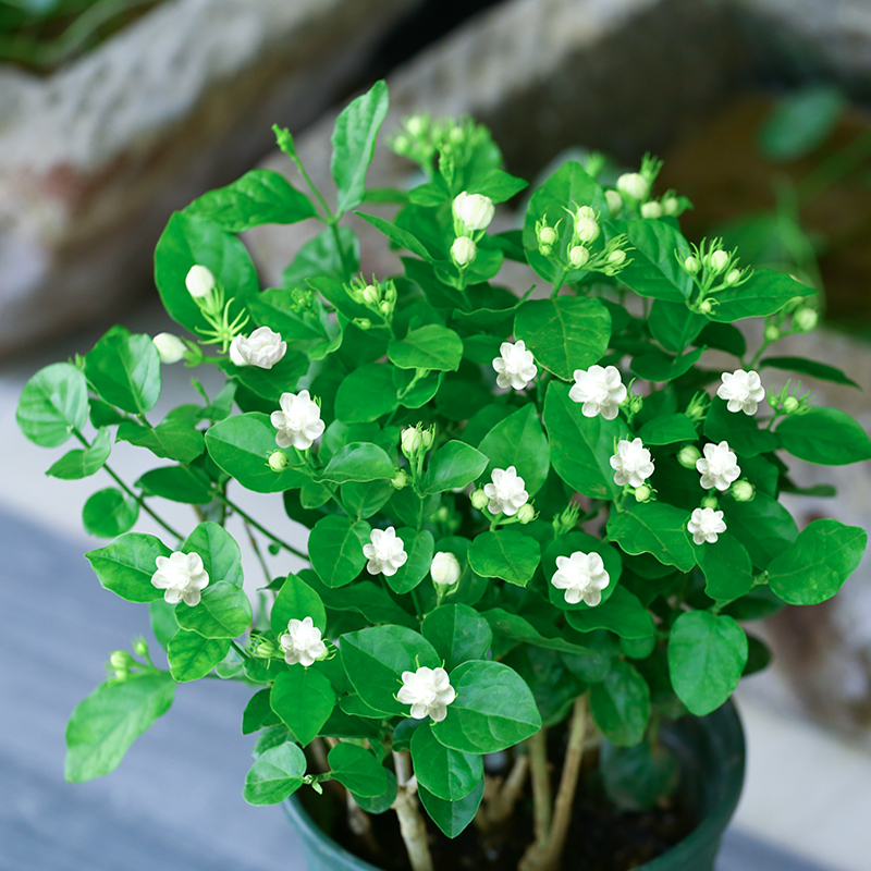 綠植養家里有什么作用_養綠植給身心帶來的好處_家里養什么綠植對身體好