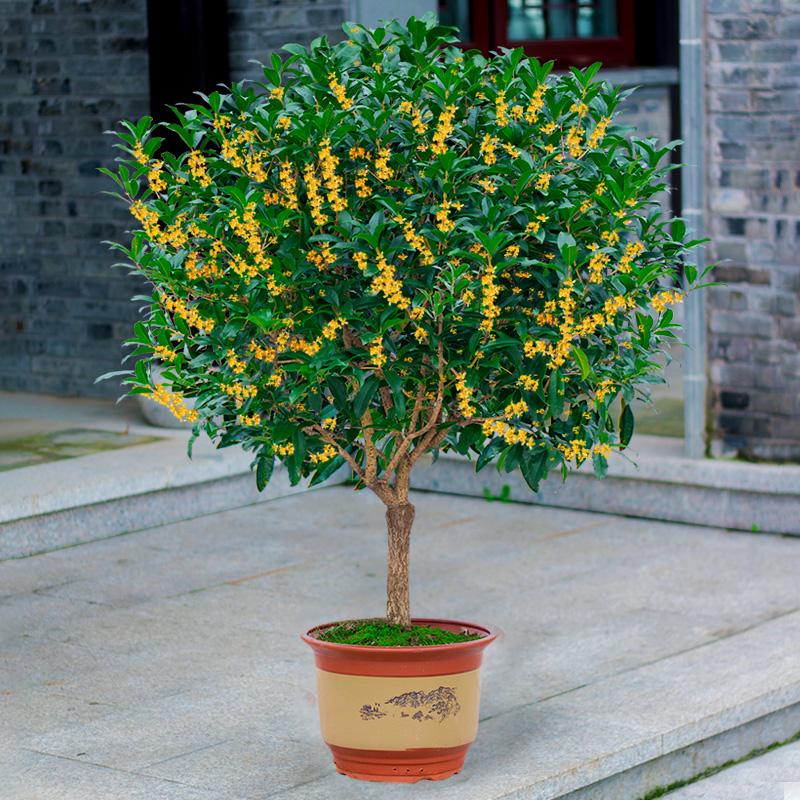 綠植養家里有什么作用_家里養什么綠植對身體好_養綠植給身心帶來的好處