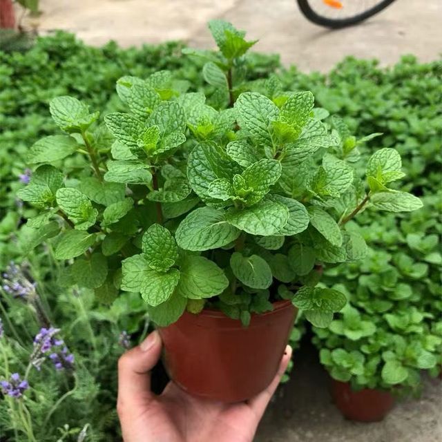 綠植養家里有什么作用_養綠植給身心帶來的好處_家里養什么綠植對身體好