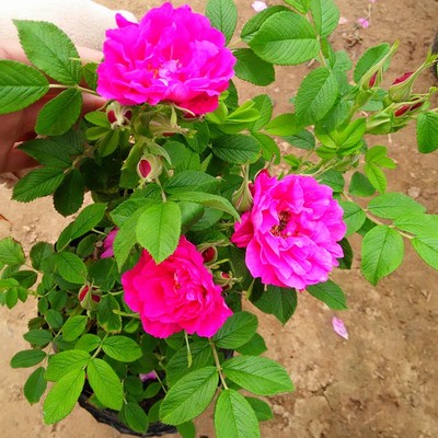 養綠植給身心帶來的好處_綠植養家里有什么作用_家里養什么綠植對身體好