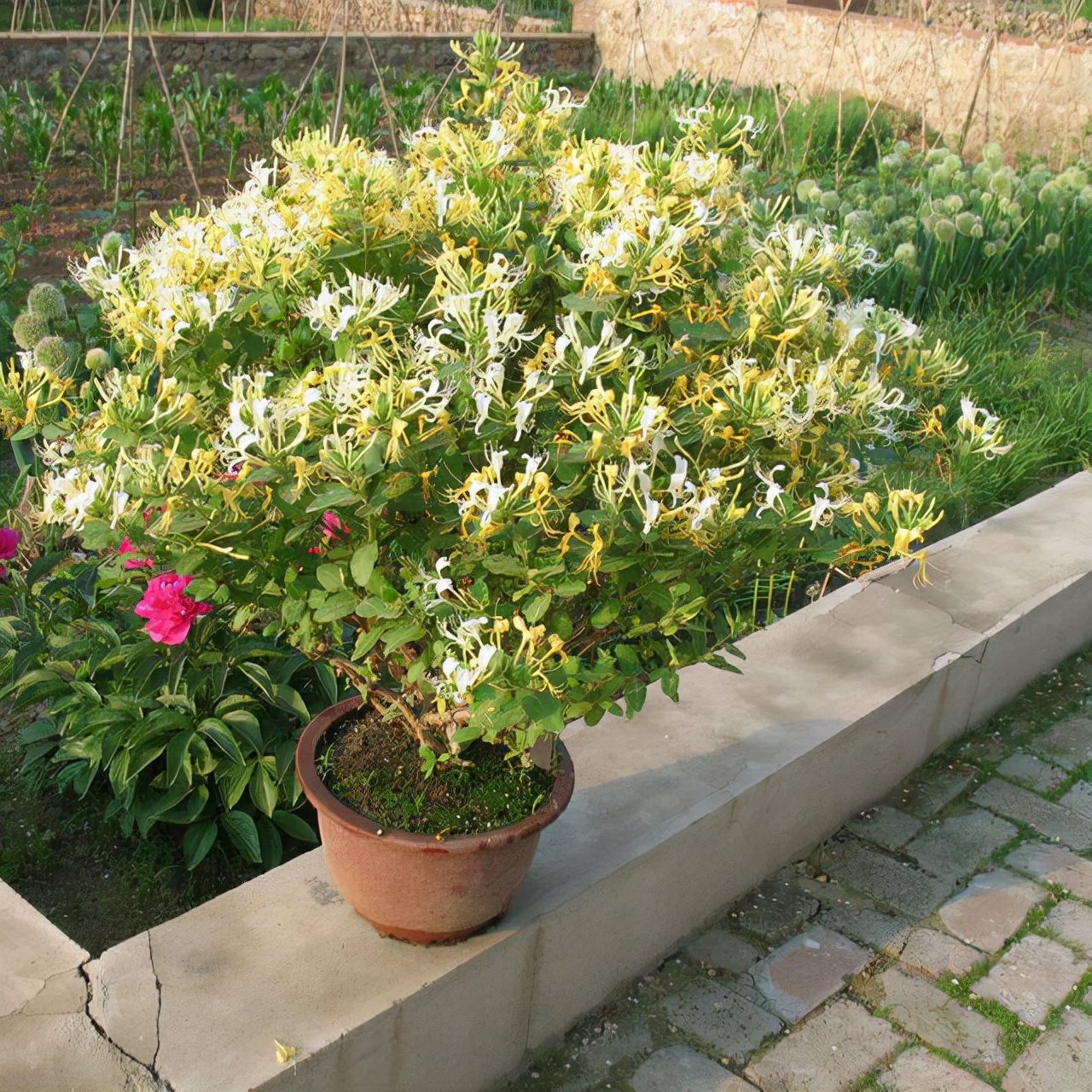 家里養什么綠植對身體好_綠植養家里有什么作用_養綠植給身心帶來的好處