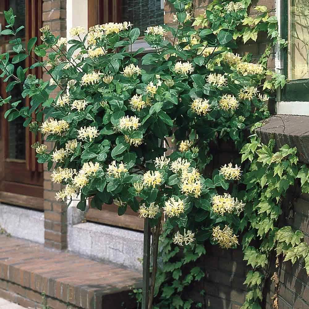 綠植養家里有什么作用_家里養什么綠植對身體好_養綠植給身心帶來的好處