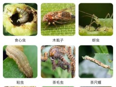 這2種生物殺蟲劑：能滅殺數十種害蟲，無毒、無污染、無農藥殘留