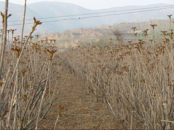 香椿樹的種植方法_種植樹香椿方法視頻_怎么樣種植香椿樹