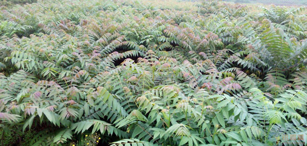 香椿樹的種植方法_怎么樣種植香椿樹_種植樹香椿方法視頻