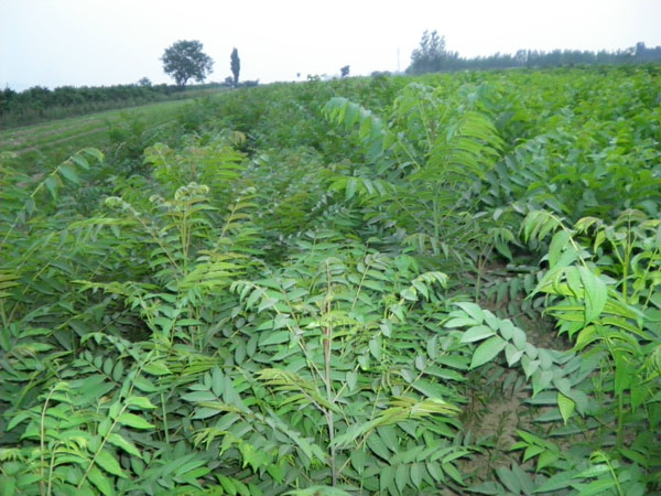 種植樹香椿方法視頻_香椿樹的種植方法_怎么樣種植香椿樹