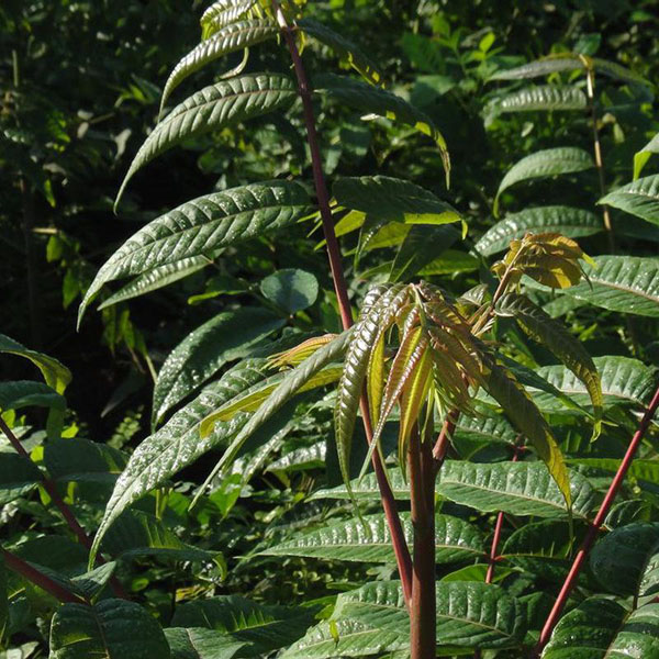 種植樹香椿方法視頻_香椿樹的種植方法_怎么樣種植香椿樹