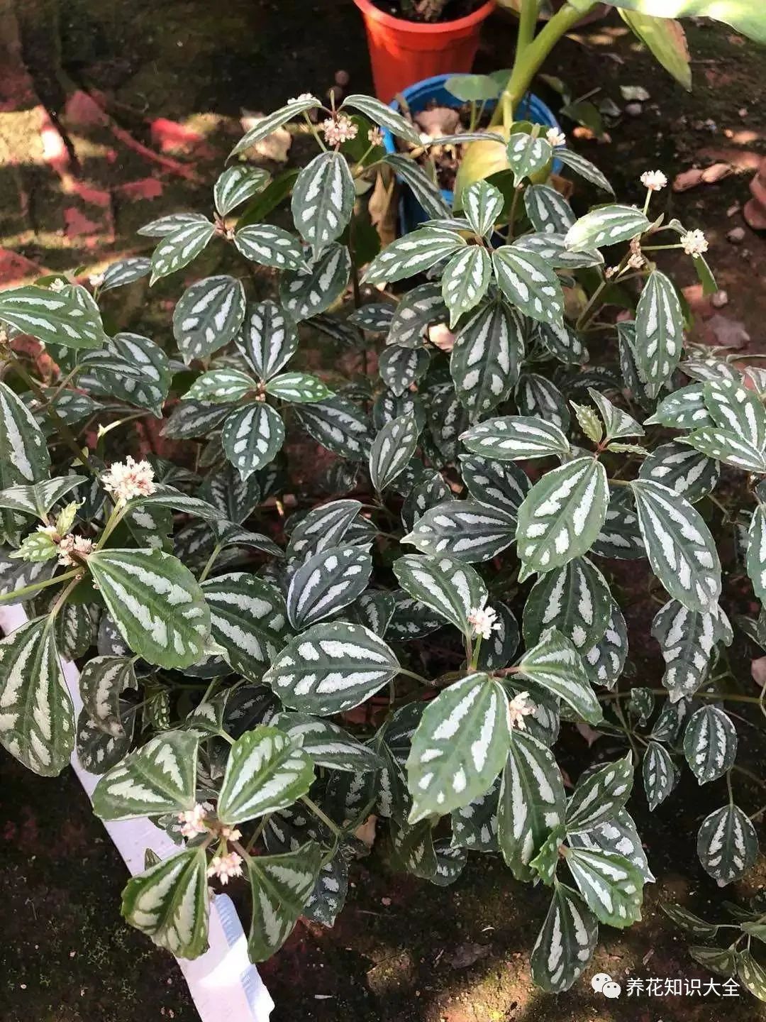 耐陰耐旱耐寒的綠植有哪些_耐寒綠植耐旱耐陰有哪些品種_耐寒綠植耐旱耐陰有哪些花卉