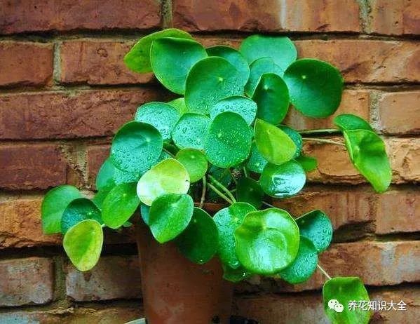 耐寒綠植耐旱耐陰有哪些品種_耐陰耐旱耐寒的綠植有哪些_耐寒綠植耐旱耐陰有哪些花卉