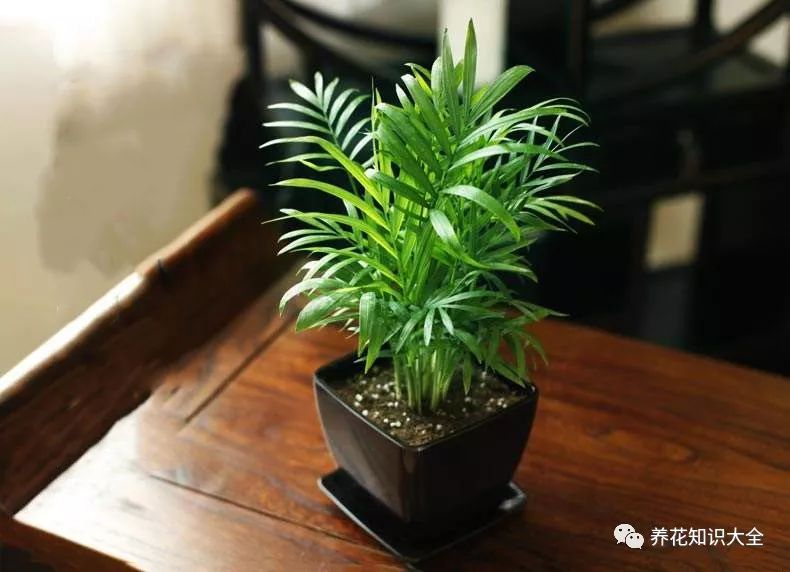 耐寒綠植耐旱耐陰有哪些花卉_耐寒綠植耐旱耐陰有哪些品種_耐陰耐旱耐寒的綠植有哪些