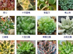 “144種多肉植物名稱大全，常見品種”